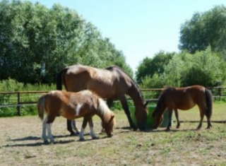 Ecole d equitation a Hornaing